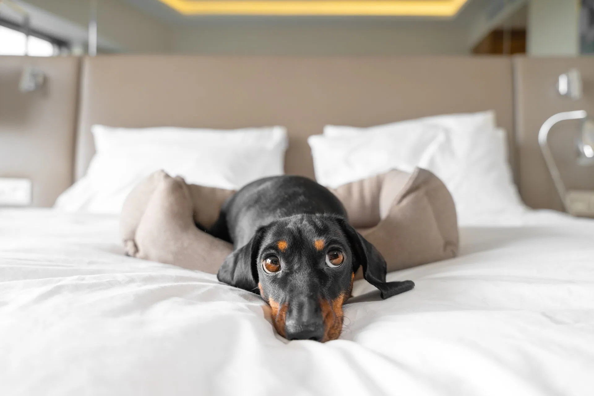 Dog Hotel