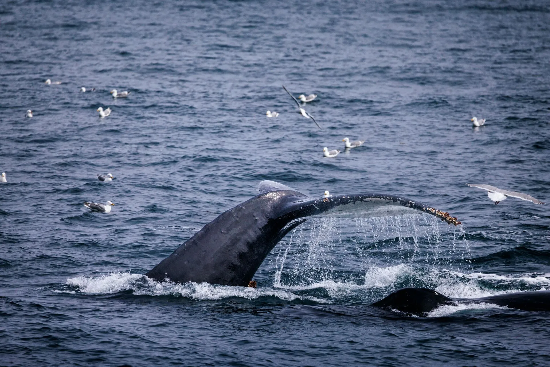 Humpback Whale Kenai Fjords