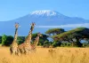Kenya Giraffe