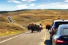 Bison causing a traffic jam in Yellowstone National Park