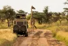 Giraffe with trees in background during sunset safari in Serengeti National Park, Tanzania. Wild nature of Africa. Safari car in the road.