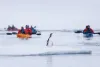 Penguin on bergy bit in the gullet antarctica