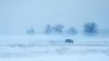 A herd of bison moving through a blizzard, their breath visible in the cold air.