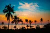 Palm trees at sunset