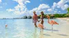 Aruba Beach with pink flamingos at the beach, a couple of men and women on the beach with pink flamingos at Aruba Island Caribbean.
