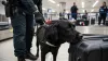 Customs office agent with drug detector dog sniffing luggage at airport. Security control procedure to prevent illegal contraband smuggling. 